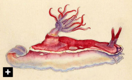 Kumataro Itos vakre nakensnegler