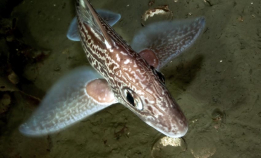 En mystisk gjest fra dypet