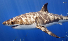 Er det hvithai utenfor Norge?