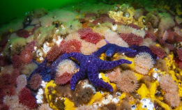 En av verdens heftigste strømdykk