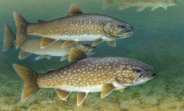 Fremmed fisk i norske sjøer