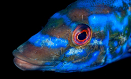 Bli med på besøk i gyltenes rike