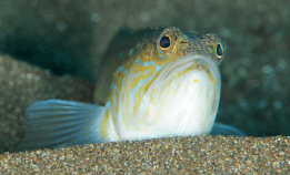 Fjesing – Norges giftigste fisk