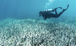 Hva er korallbleking? Og kan det stoppes?