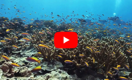 Kan «super reefs» redde korallrevene?