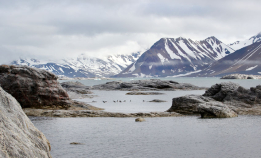 Hører torsken egentlig hjemme på Svalbard?