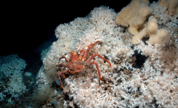 Foreslår at korallrev blir egen naturtype