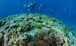 Kan korallfarmer på land redde korallrevene?