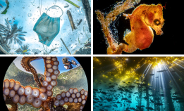 Vinnerbildene i Ocean Art 2020