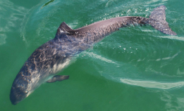 Bifangst av sjøpattedyr må rapporteres