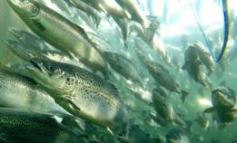 Ny risikorapport for norsk fiskeoppdrett