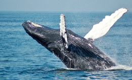 Strengere regler for snorkling med hval