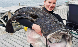 Ny norsk rekord: Breiflabb på 30 kilo