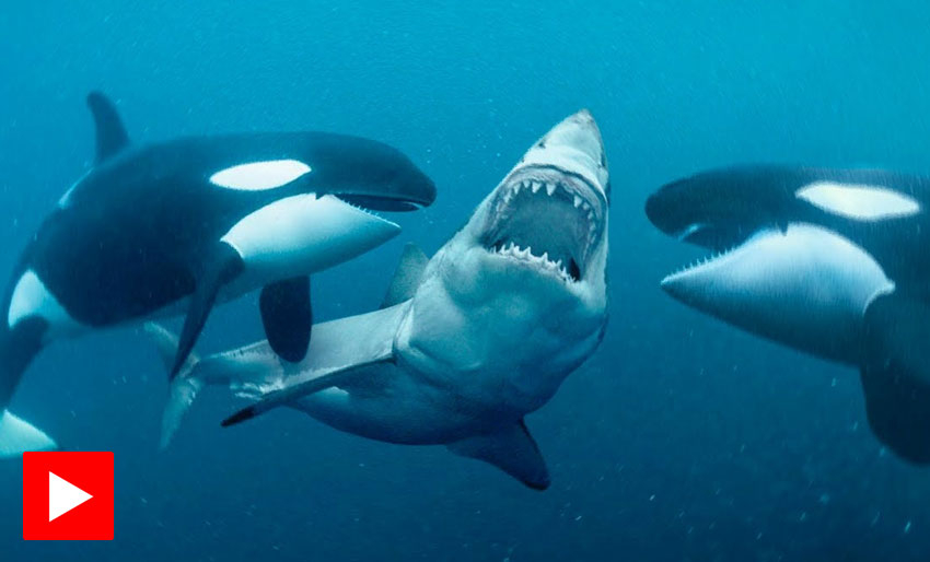 Derfor kalles de «killer whales»