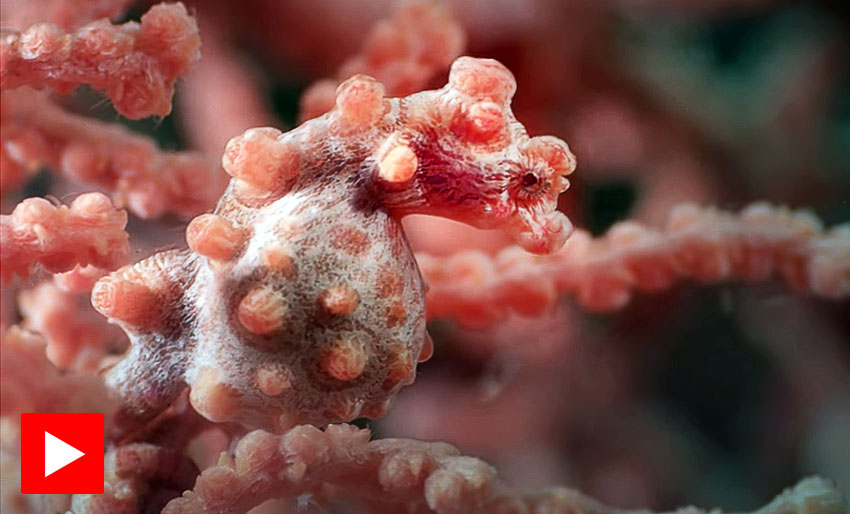 Pygmesjøhest i Lembeh Strait