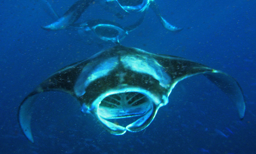 Vi feirer World Manta Day!