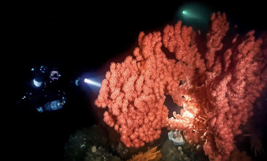Fantastiske koraller i Skarnsundet