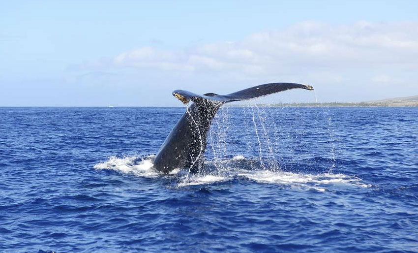 US Navy vil drepe flere hvaler