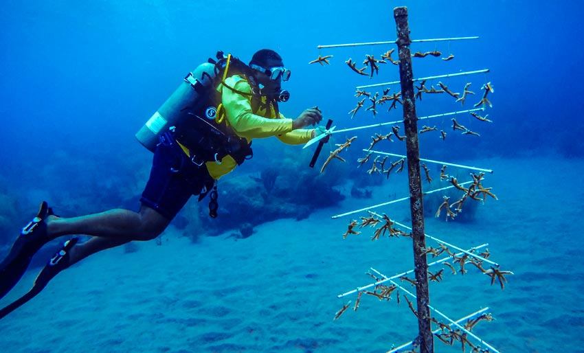 Bruker KI for å redde korallrevene