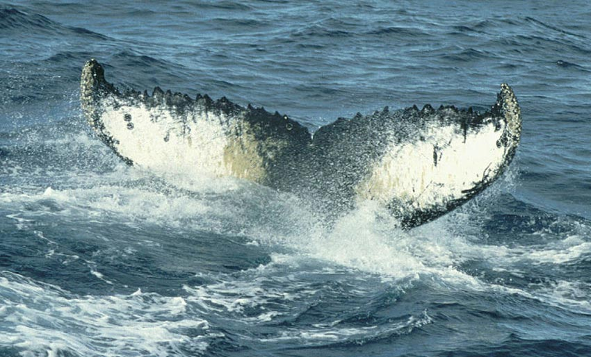 Kartlegger hval ved å lytte