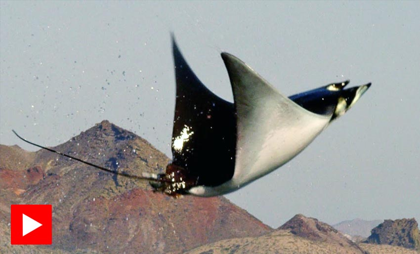 Hopper for å imponere damene