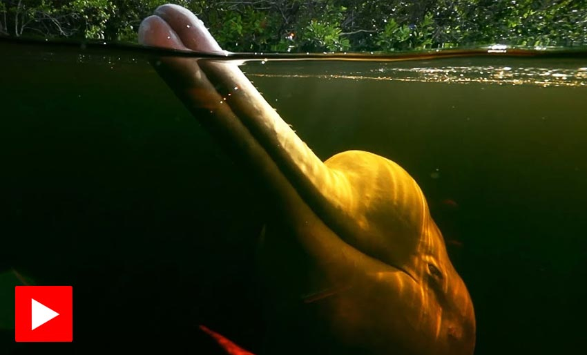 Unike jegere i regnskogen