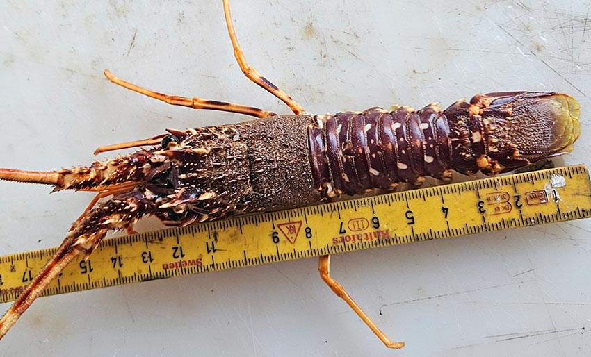 To nye funn av langust