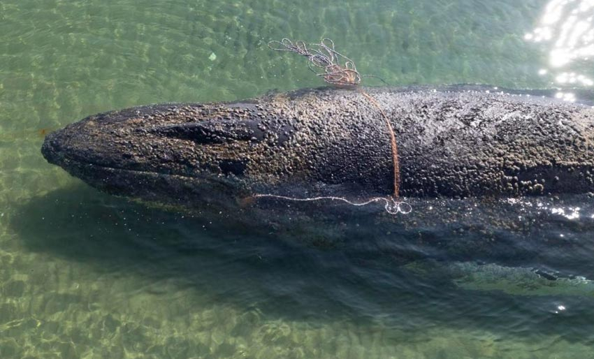 Det ser dårlig ut for «Timmy»