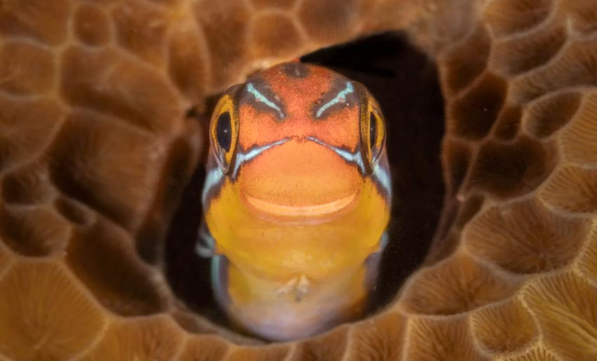 Nikon Comedy Wildlife Awards