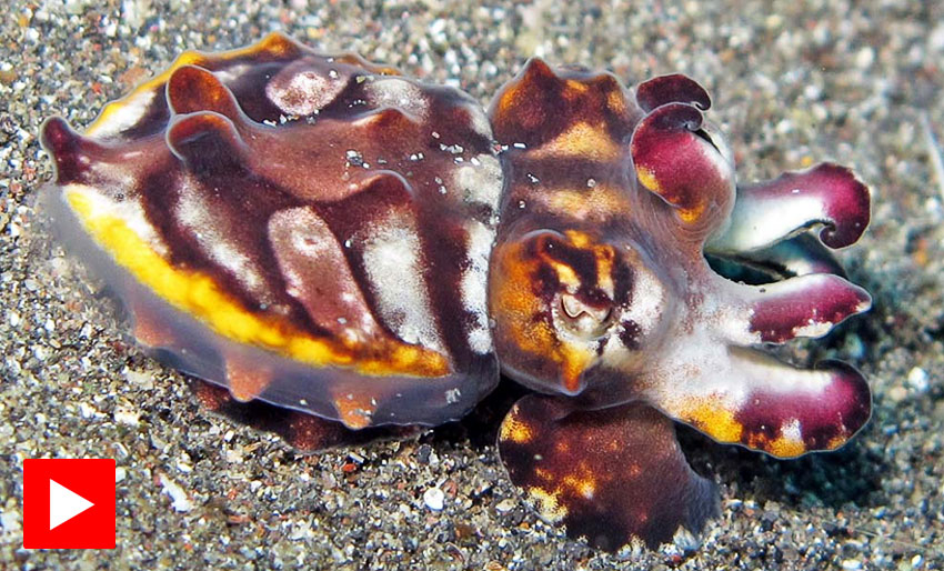 Er dette verdens kuleste blekksprut?