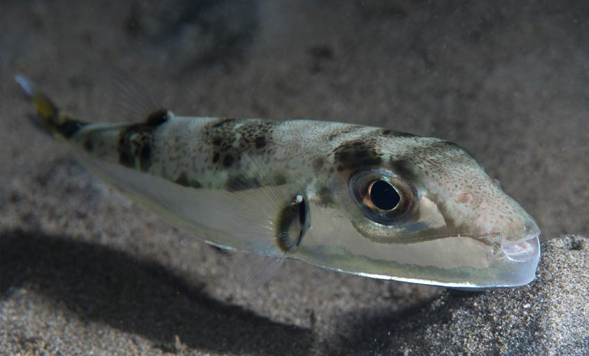 Over 500 fremmede arter i Middelhavet