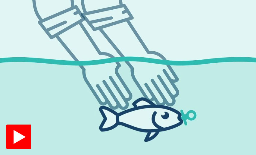 La fiskebarna bli voksne