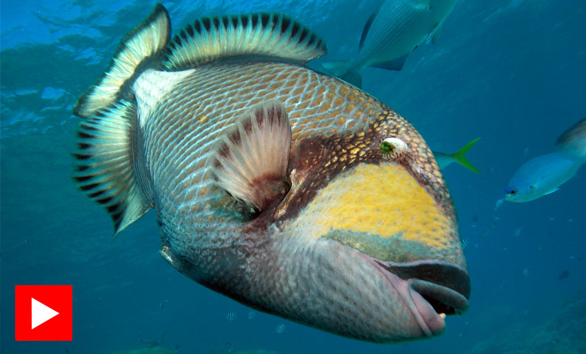 Sint avtrekkerfisk angriper dykker