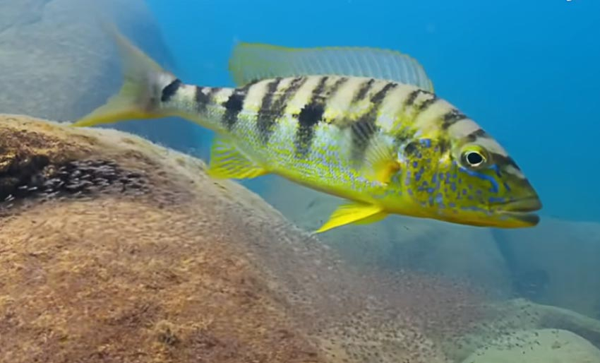 Our Planet: Se episode 7 her