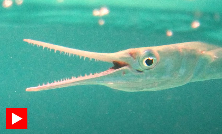 Horngjelen har en dødelig kjeve