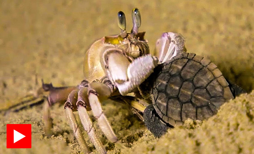 Babyskilpadde vs. spøkelseskrabbe