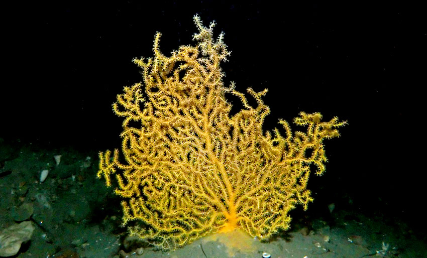 Fant koraller i Skjerstadfjorden