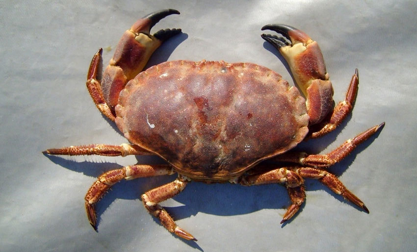 Husk minstemål på krabbene