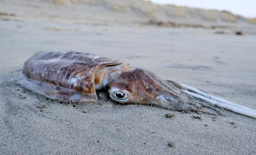Fant sepiablekksprut på stranden