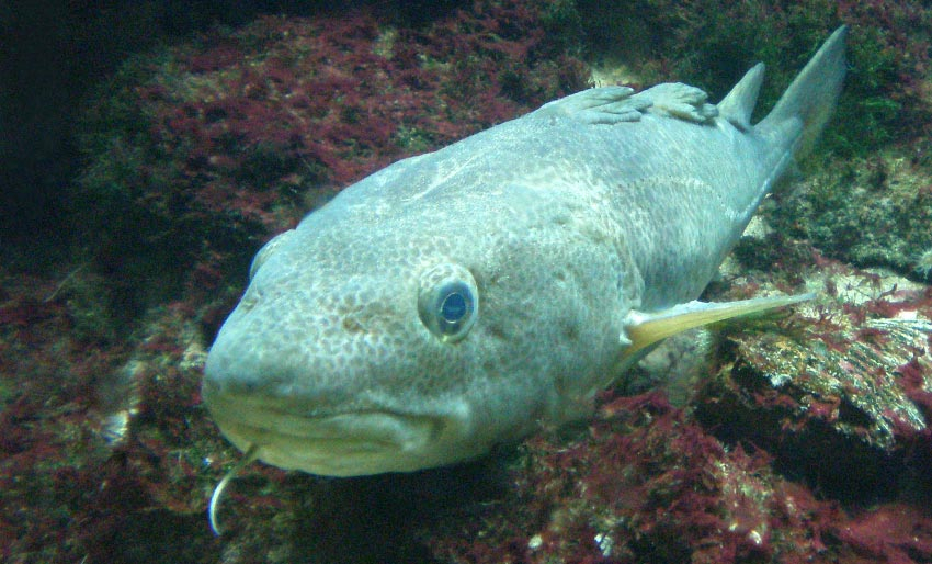 Dobbelt så mye kvikksølv i torsk