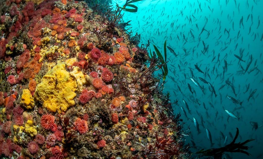 Bare 4,5 prosent er vernet