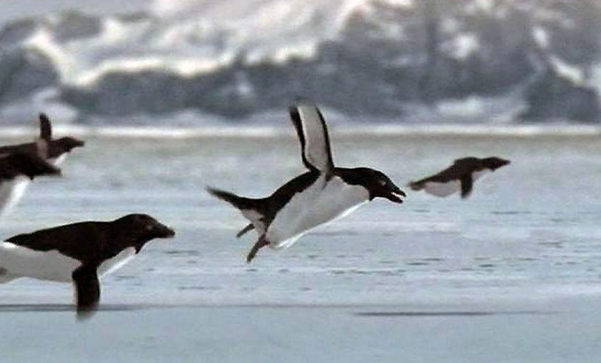 Har oppdaget flygende pingviner