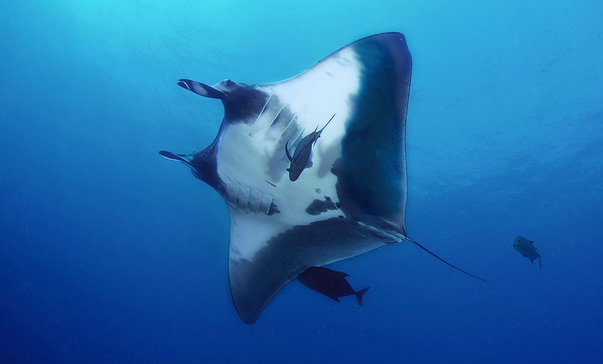 Manta og hammerhai kan bli utryddet