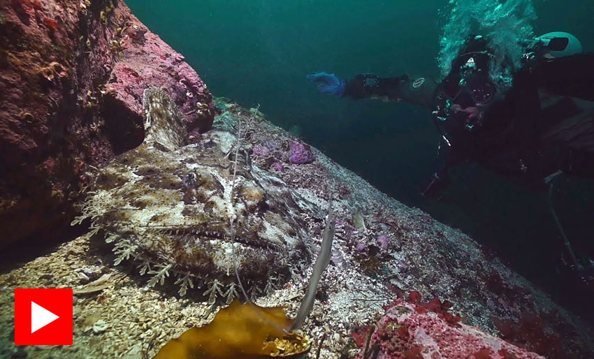 Breiflabb viser frem fiskestangen