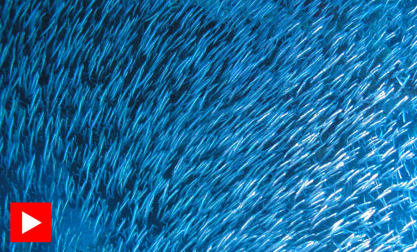 Småfisken føler seg tryggest i flokk