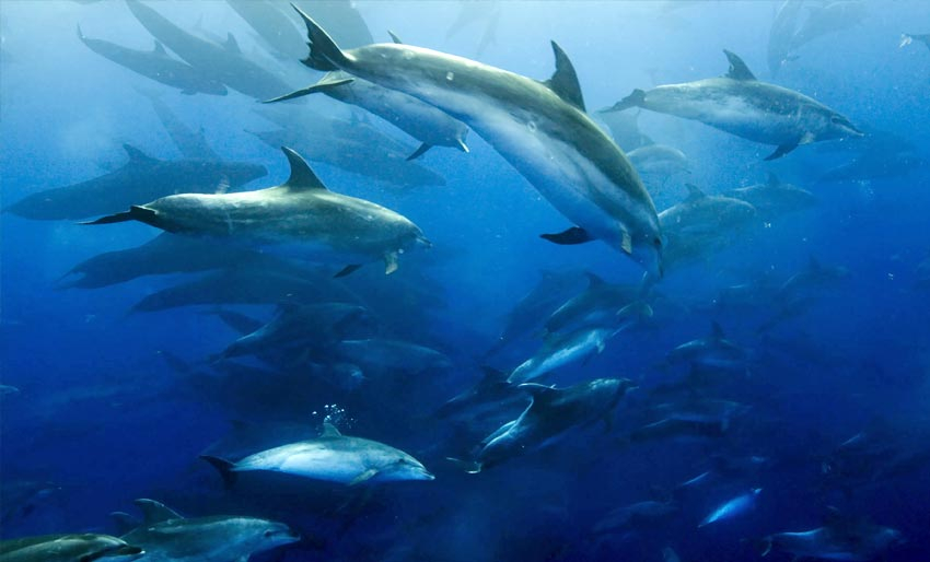 Our Planet: Se episode 1 her