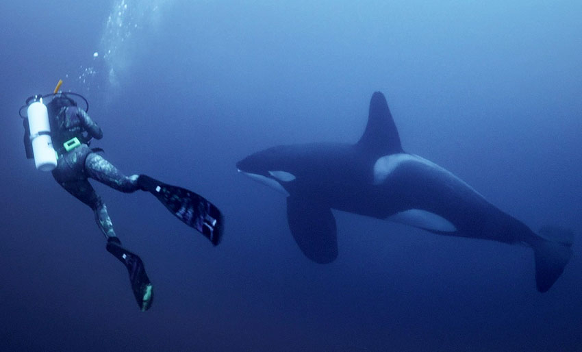Under overflaten: Jakter på hval
