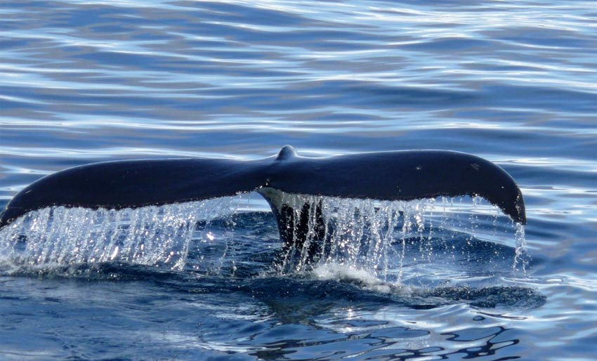 Knølhval dukket opp i Oslofjorden