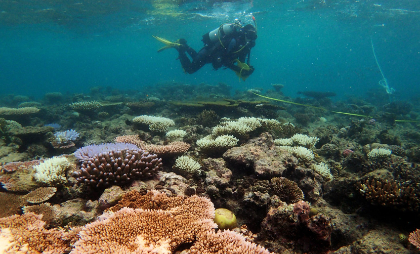 Rekordstort tap av korallrev