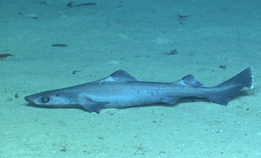 Gjenopptar fiske av truet hai